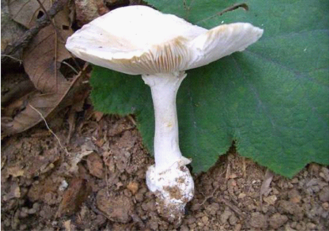文明旅游｜路边的野草蘑菇不要采……